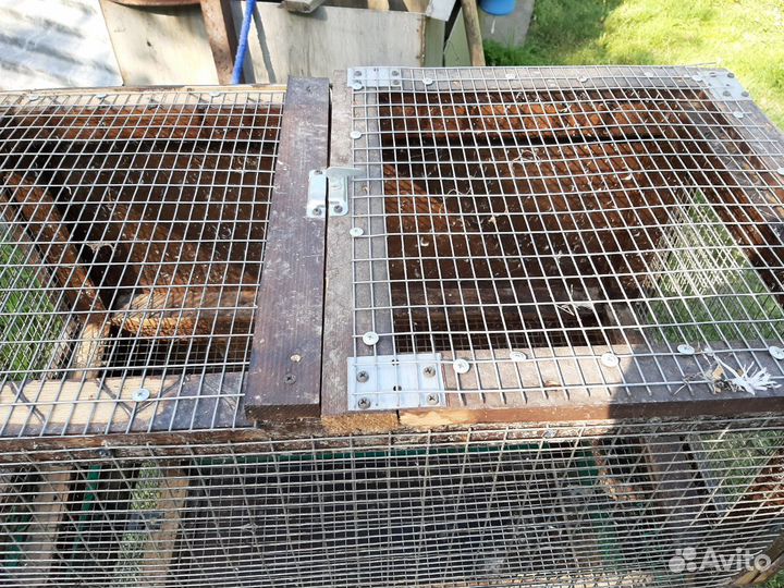 Клетка для животных