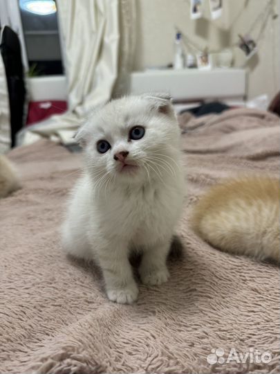 Котята вислоухие