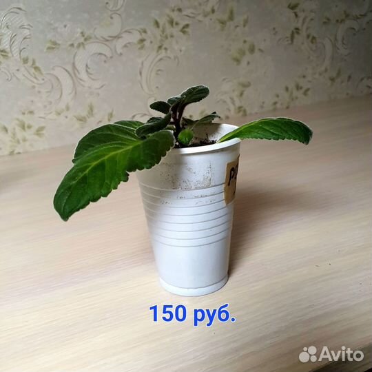 Глоксиния сорт 