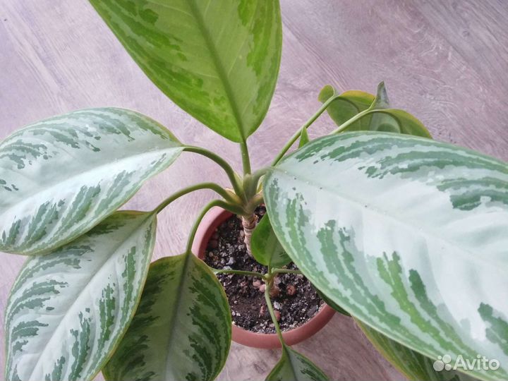 Аглаонема Сильвер Бей