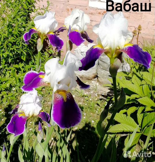 Ирисы