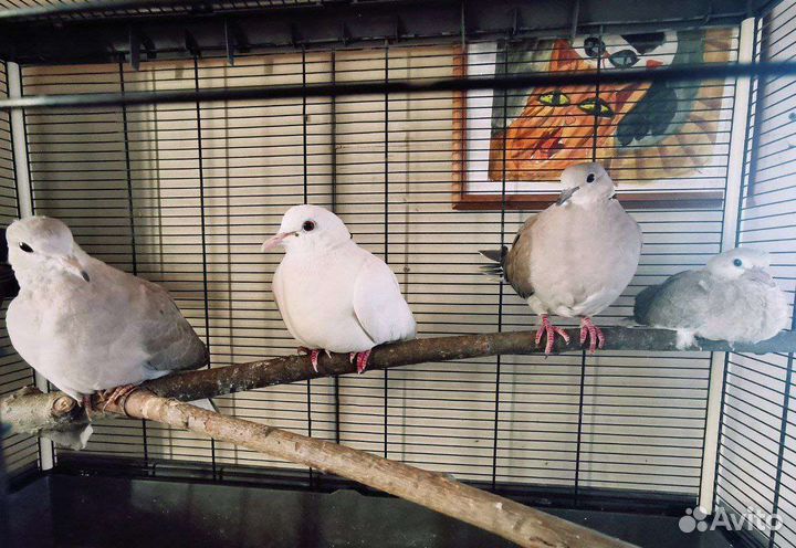 Горлица египетская