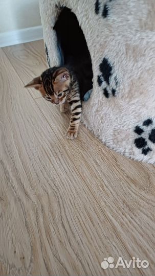 Бенгальские котята
