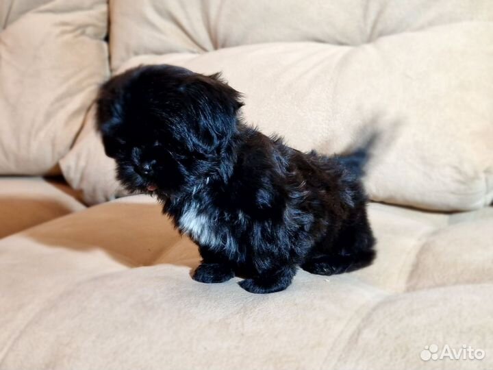 Шит цу щенки