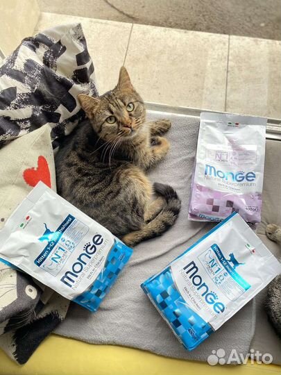 Котики бесплатно в добрые руки