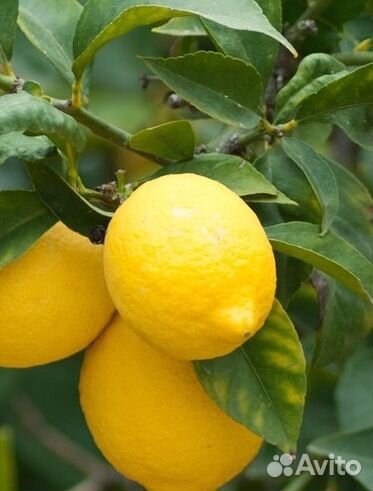 Саженцы экзотических плодов