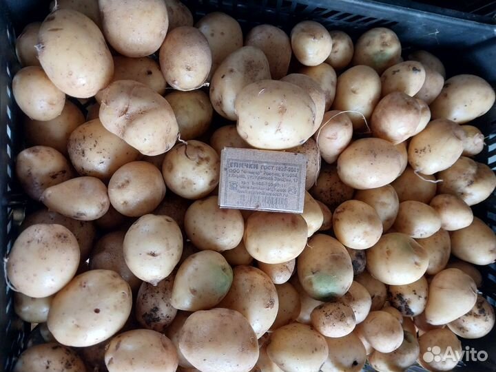 Картофель мини