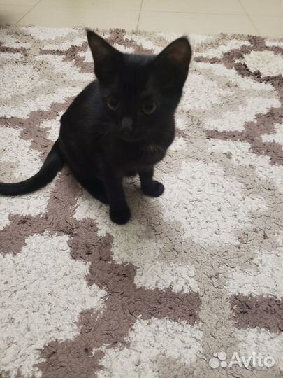 Черный котенок