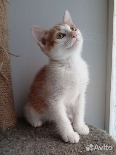 Котенок в добрые руки