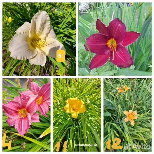 Ирисы, хосты, лилейники и др