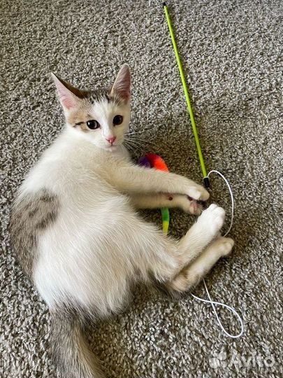 Котенок мальчик