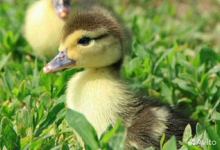 Цыплята, индоутята. Инкубационные яйца