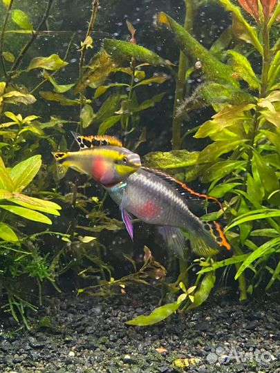 Пара пельвикахромисов пульхера