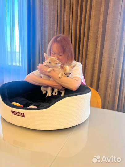 Кастрация котов, кобелей,стерилизация кошек