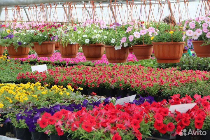 Рассада на заказ