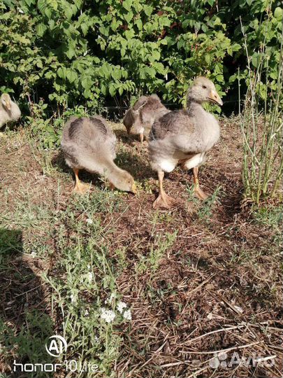 Домашняя птица