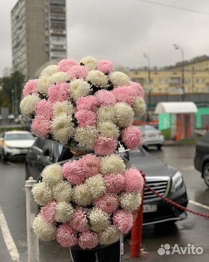 Хризантема крымская / хризантемы крымские