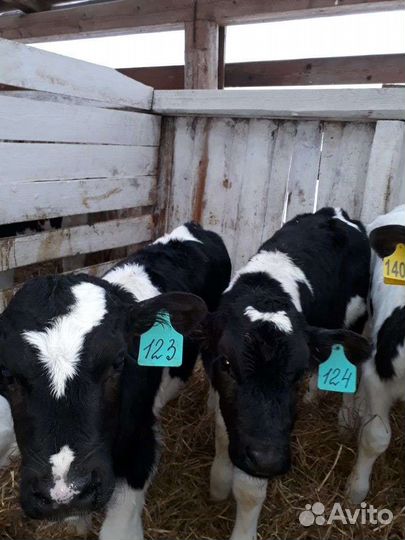 Бычки и телята