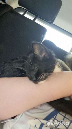 Кошки в добрые руки