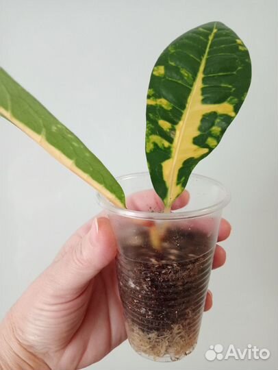 Кротон Монья