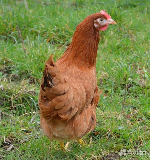 Куры несушки с доставкой
