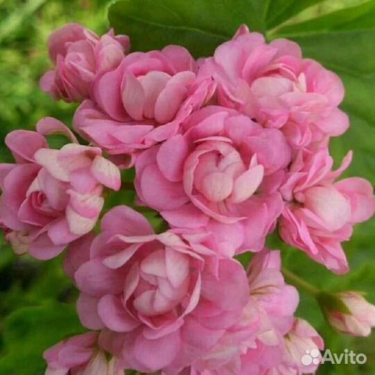 Сортовая пеларгония Анита