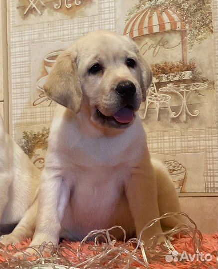 Лабрадор щенки