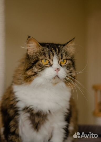 Отдается красивая кошечка Фета