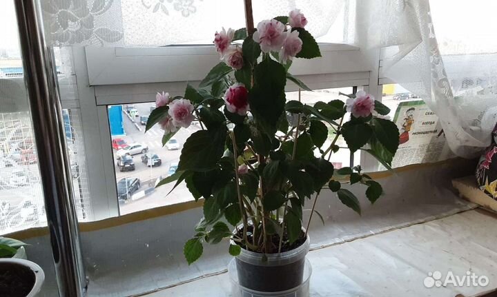 Бальзамин ванька мокрый