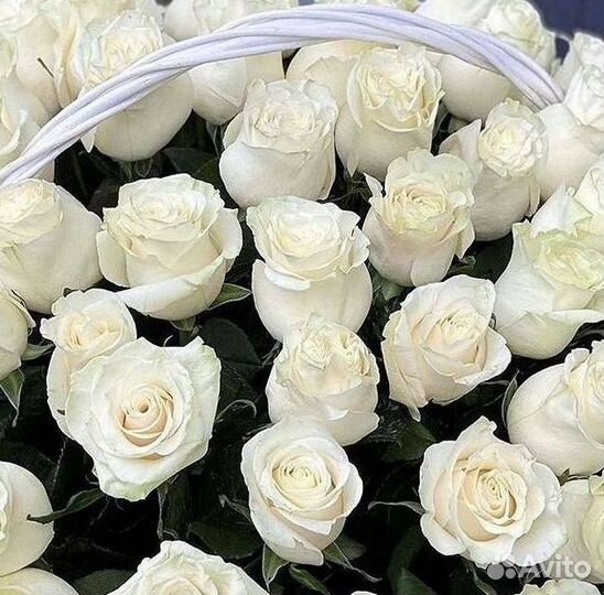 Высокие Розы с Доставкой