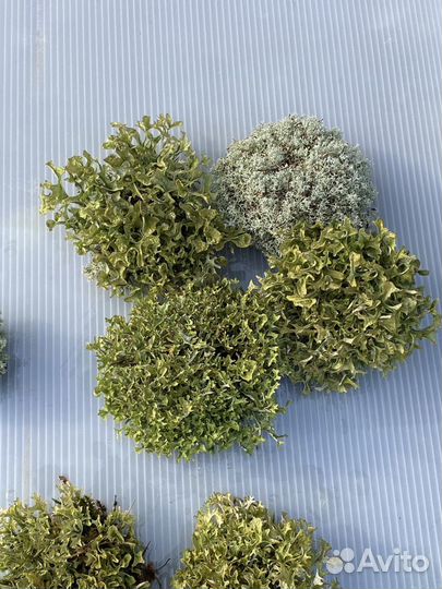 Цетрария - исландский мох