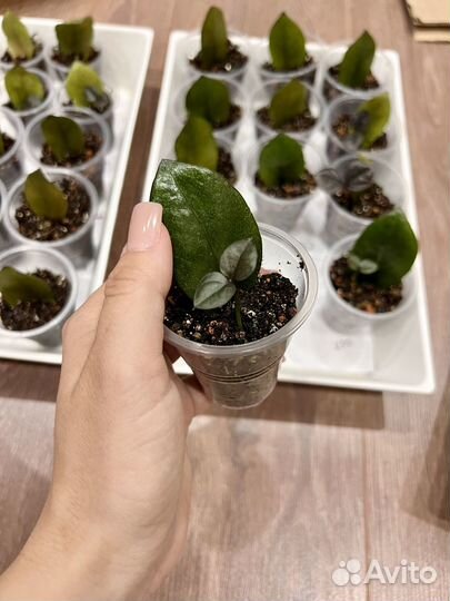 Замиокулькас черный 