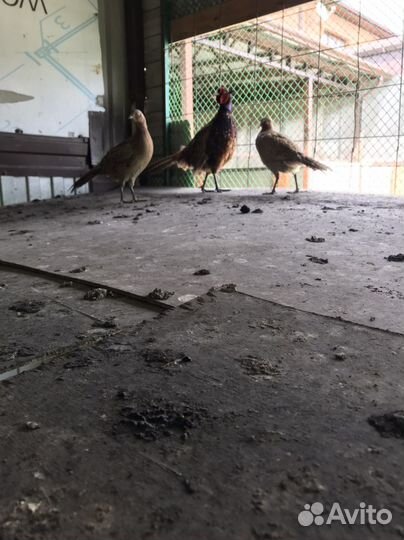 Фазан румынский и кавказкий