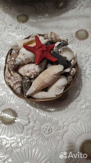 Морские ракушки раковины