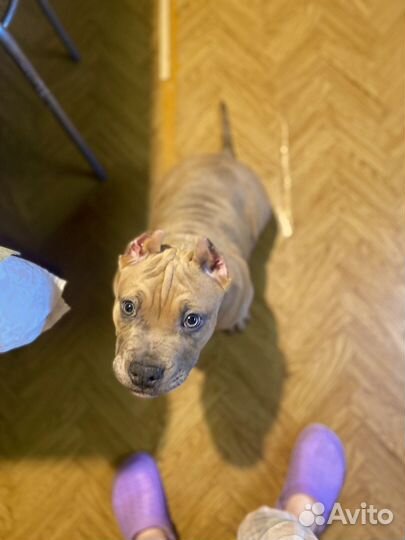 Американский булли стандарт щенок