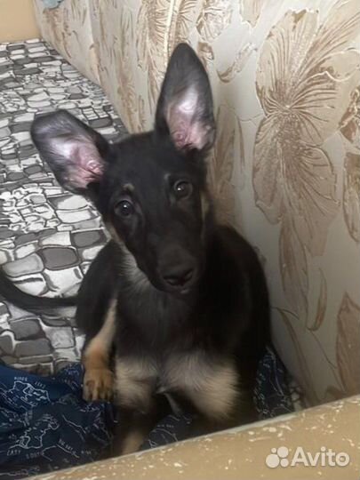 Собаки бесплатно