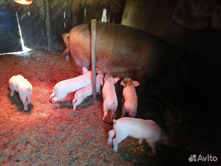 Поросята ландрас дюрок