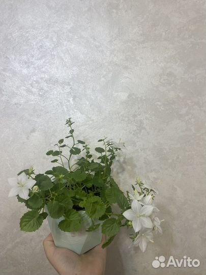 Кампанула невеста