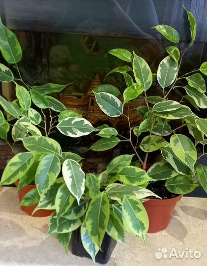 Комнатные цветы