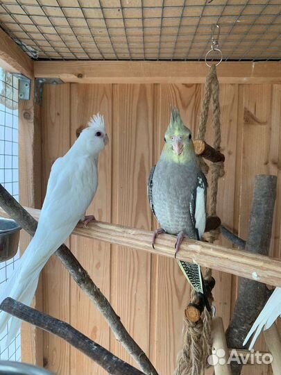 Птенцы кореллы