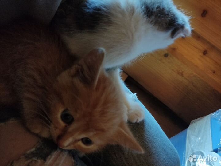 Вислоухие котята