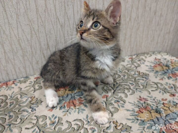 Мурзик - котенок-мальчик в дар