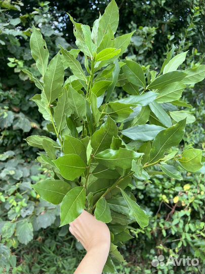 Лавровый веник