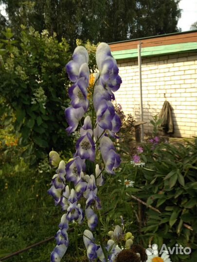 Садовый цветок аконит кустом,лилии