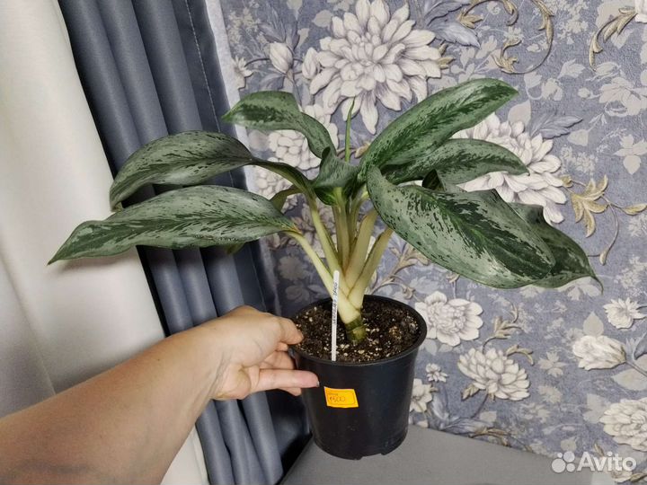 Аглаонема Эмеральд грей