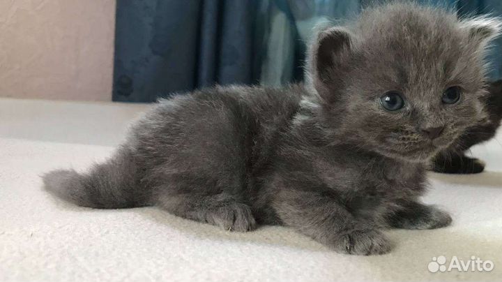 Котята в добрые руки бесплатно