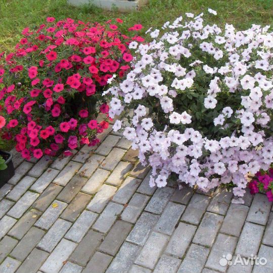 Петуния тайдал