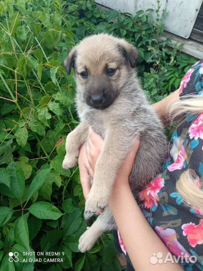 Собака в добрые руки щенок