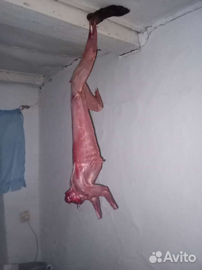 Мясо домашней птицы