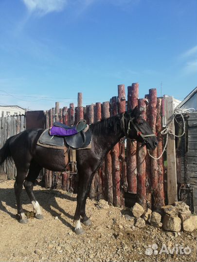 Продам лошадь